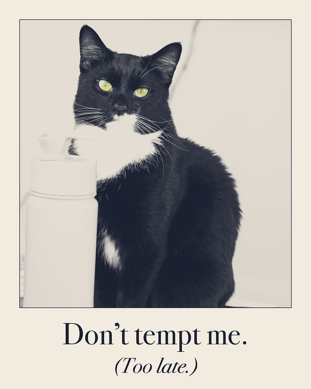 Don't tempt me. (Too late.) Cat print by Judgy Pet