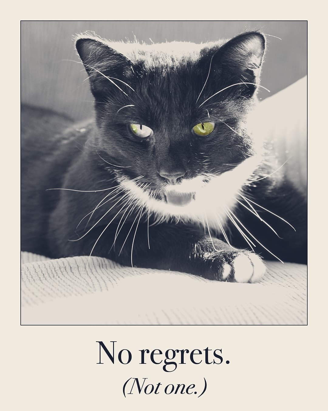 No regrets. (Not one.) Cat print by Judgy Pet