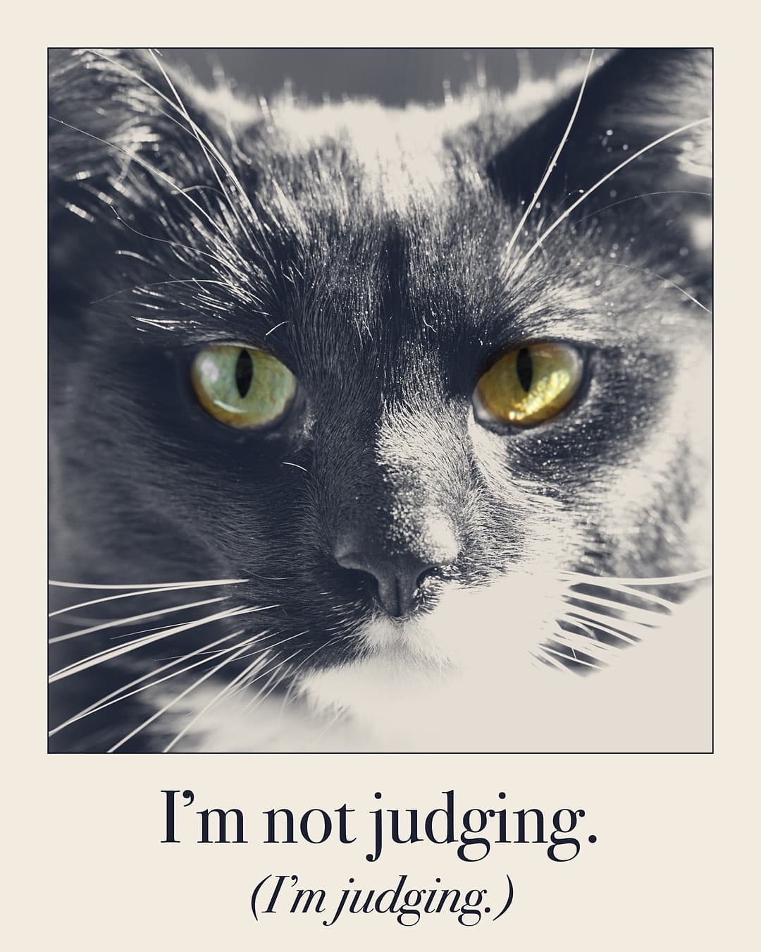 I'm not judging. (I'm judging.) Cat print by Judgy Pet