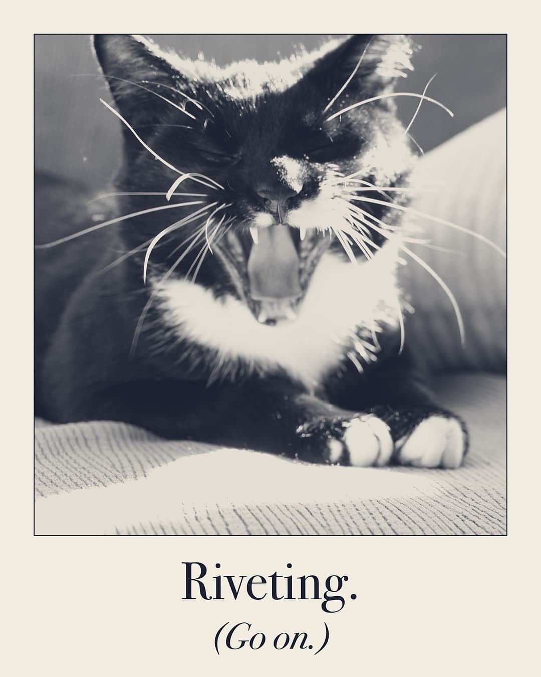 Riveting. (Go on.) Cat print by Judgy Pet