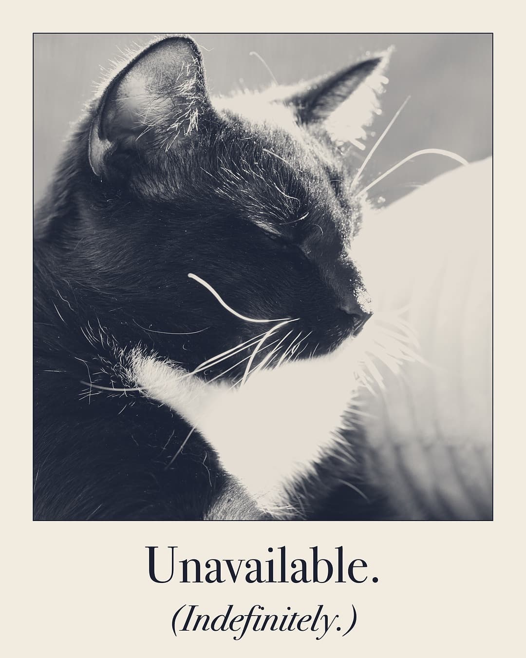 Unavailable. (Indefinitely.) Cat print by Judgy Pet